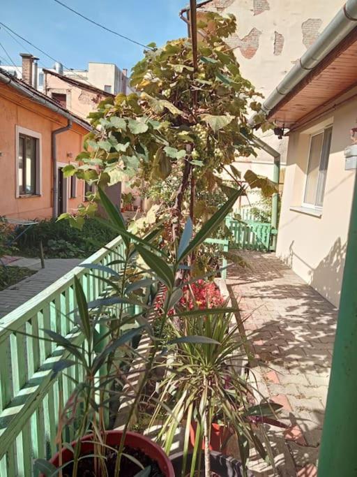 Emese Central Vintage Apartment Târgu-Mureş Екстериор снимка